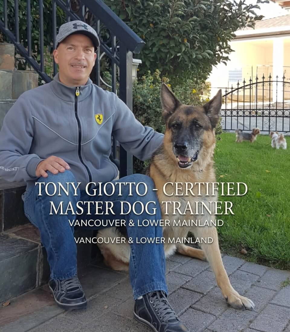 Professional dog training in Vancouver featuring a well-behaved dog walking on a loose leash