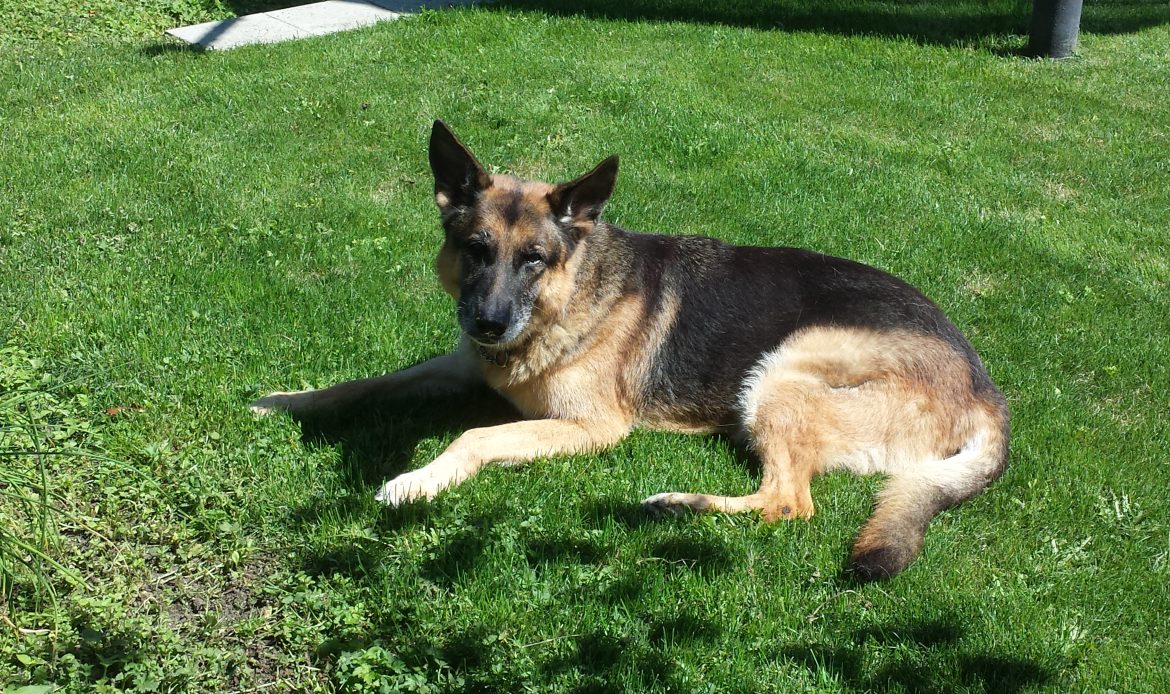 Professional dog trainer in Burnaby