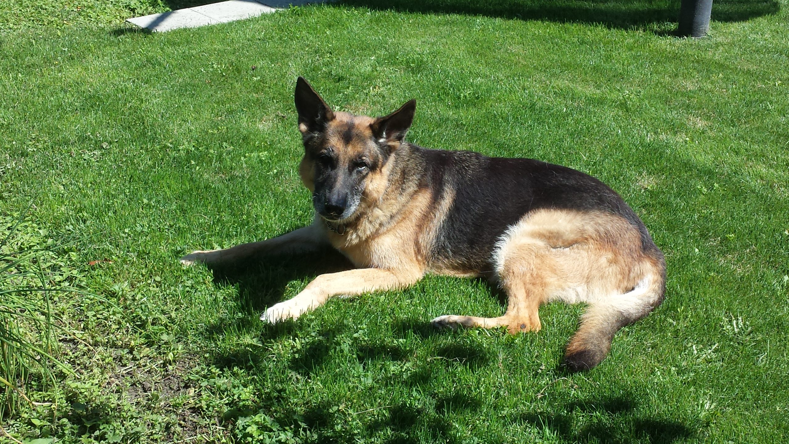 Professional dog trainer in Burnaby