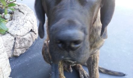 Dog in Burnaby
