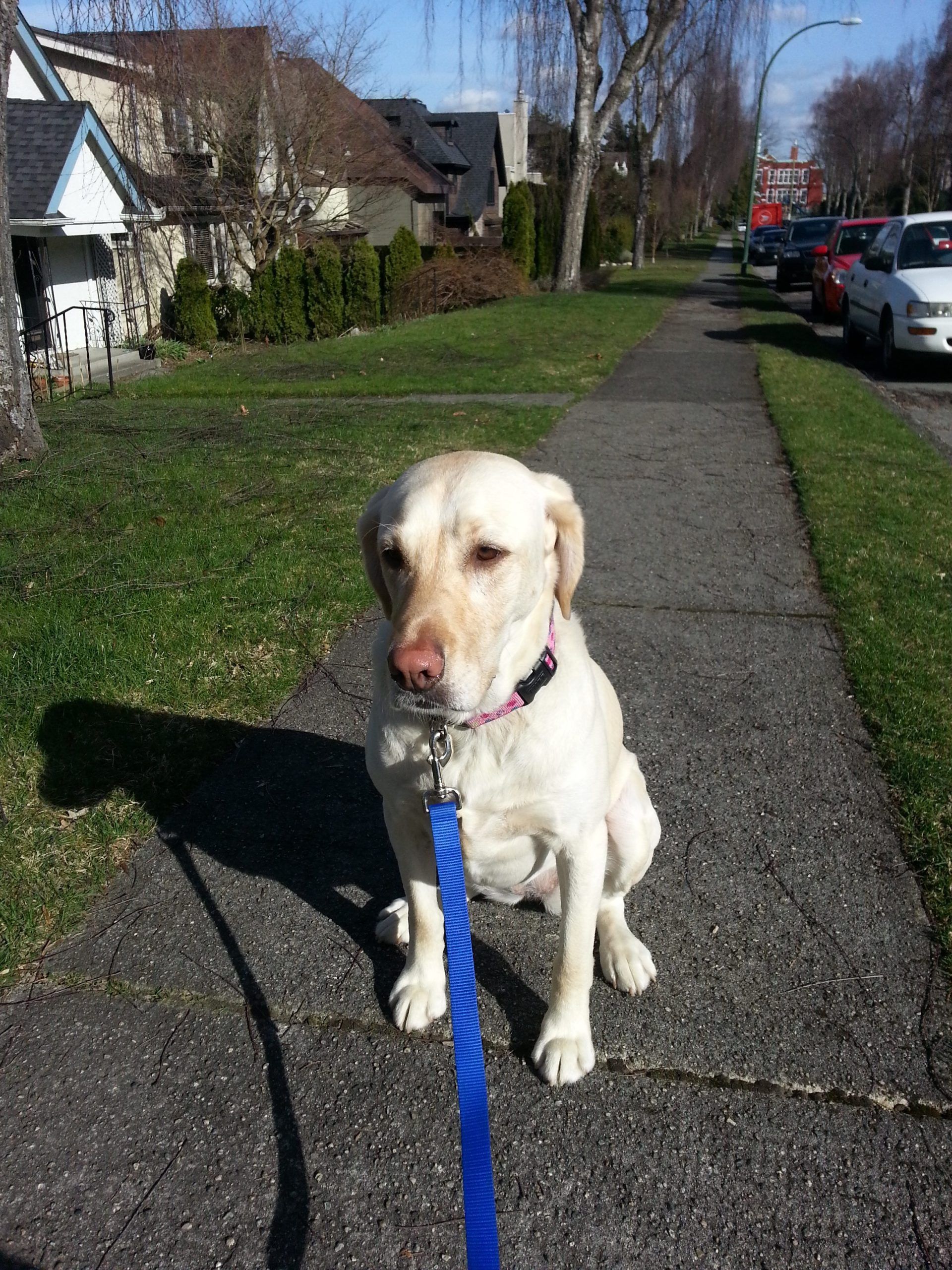 Positive dog training in Burnaby