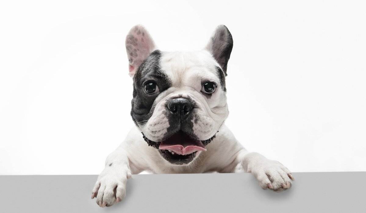 Virtual Dog Training