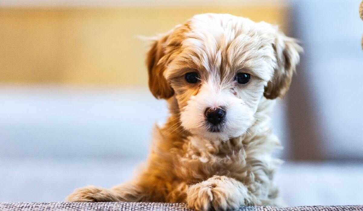 Puppy Training in Burnaby