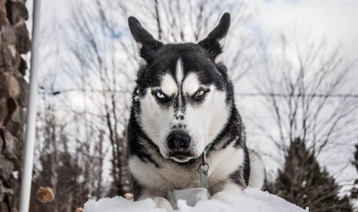 How to Teach Your Dog to Stop Being Aggressive?