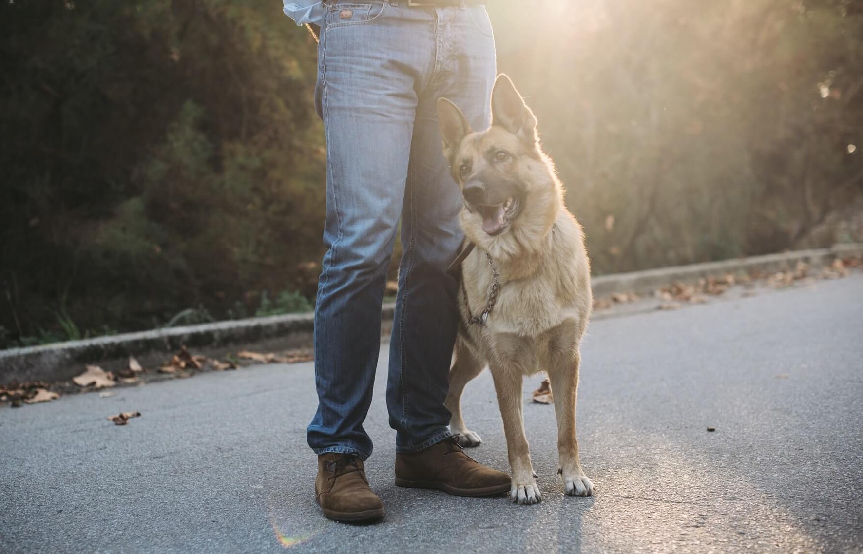 Is Your Dog Uncomfortable with Strangers? Here Is What You Should Know
