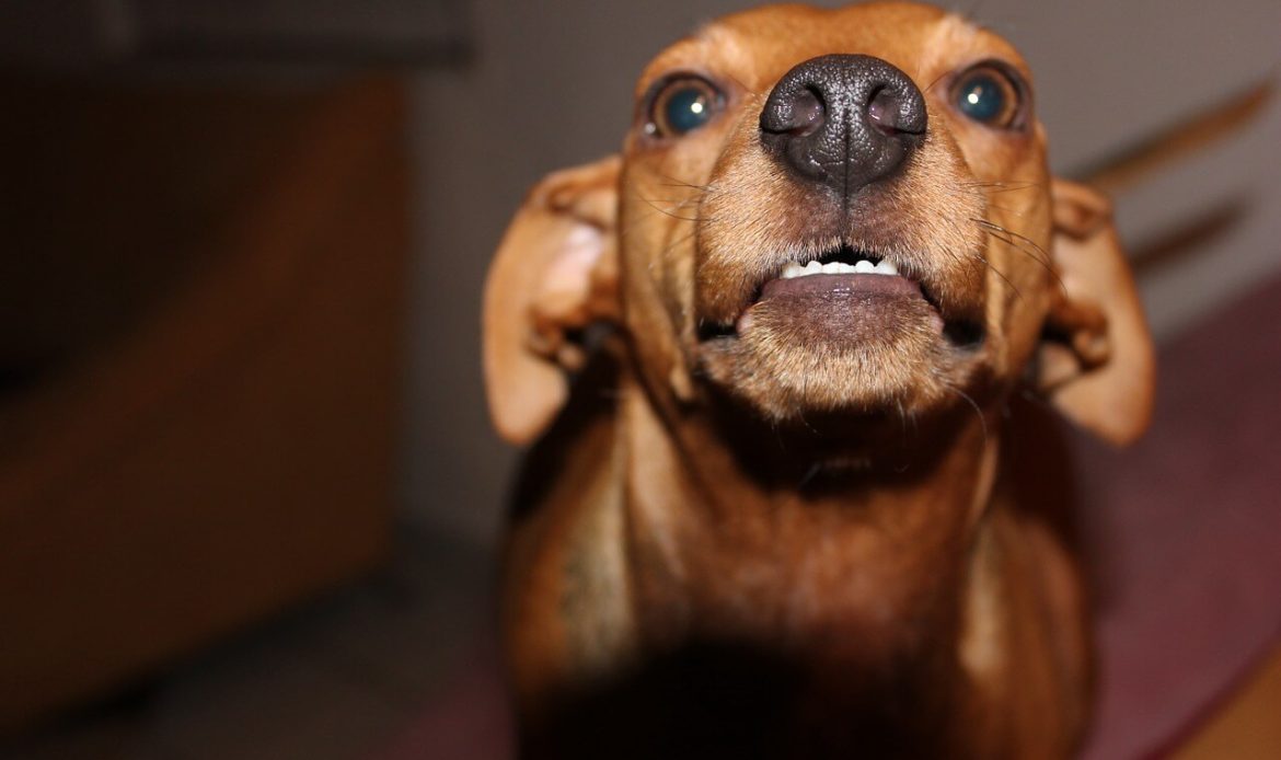 How to Calm Aggressive Dogs?