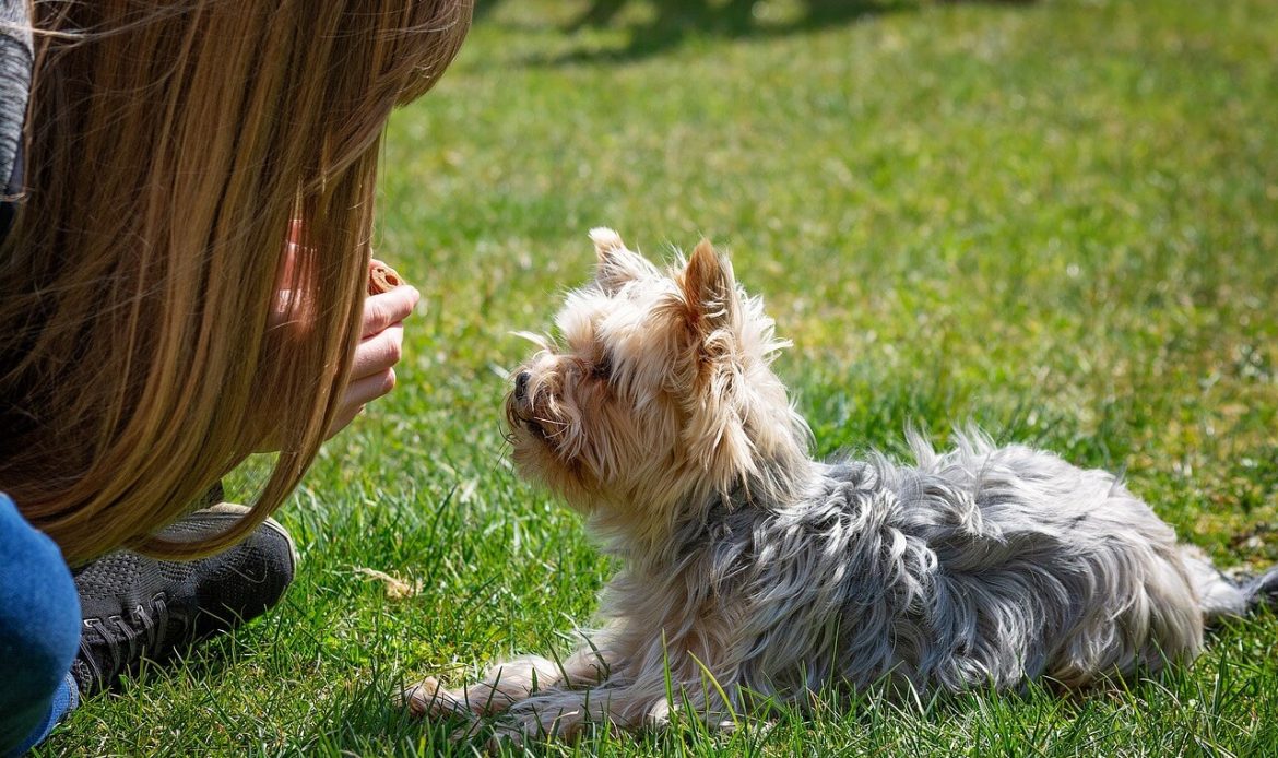 private dog training in Vancouver