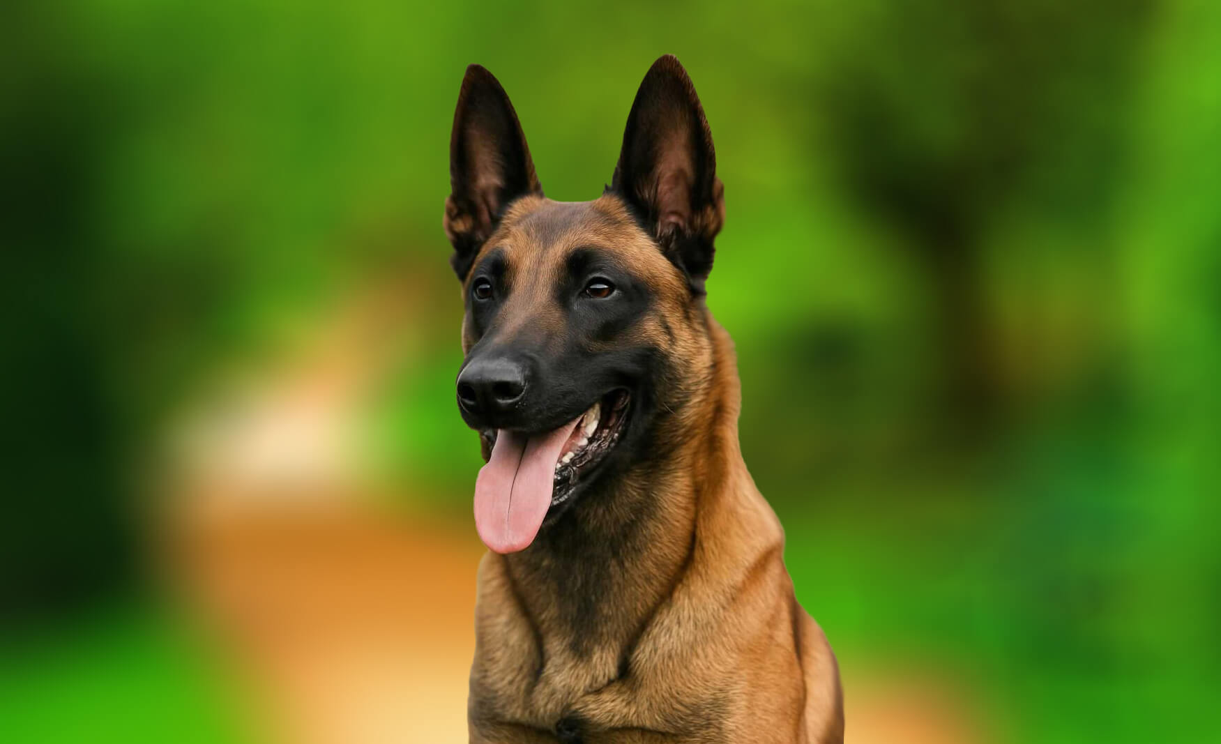 Dog Recreational Tracking