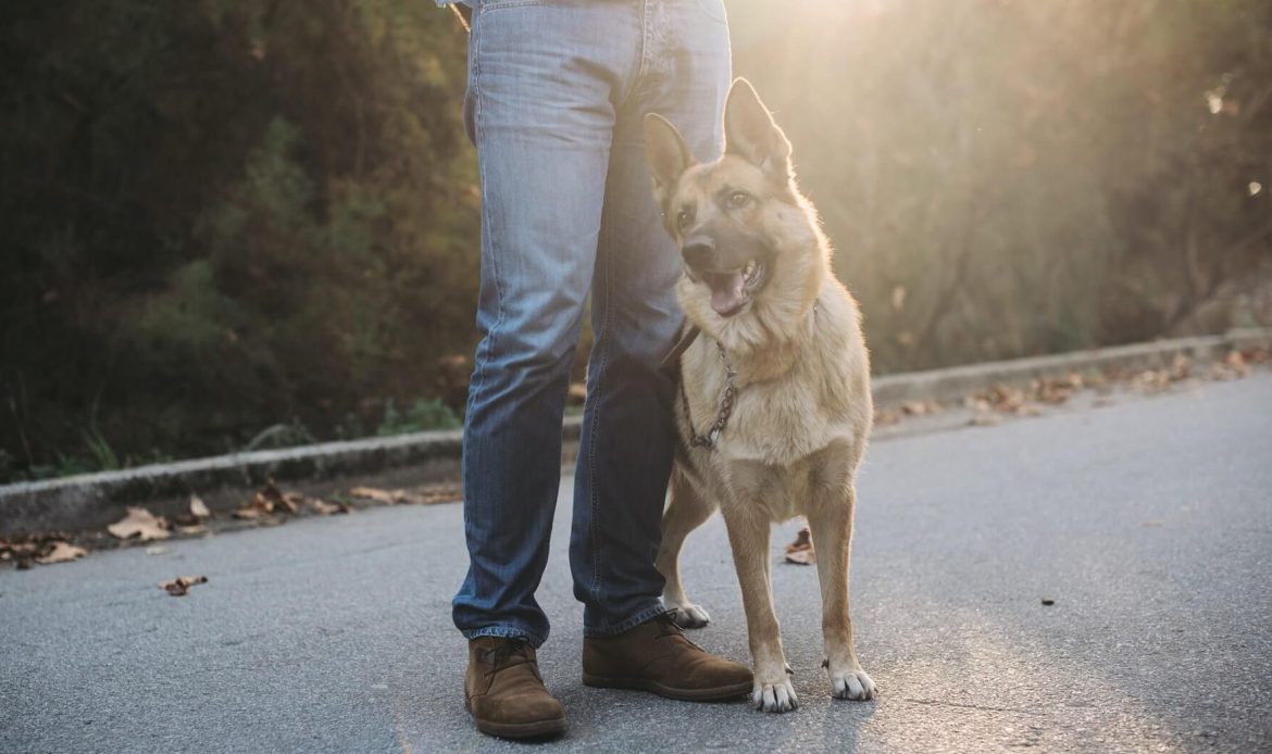 Dog Train and Walk in Burnaby