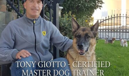 Professional dog training in Vancouver featuring a well-behaved dog walking on a loose leash