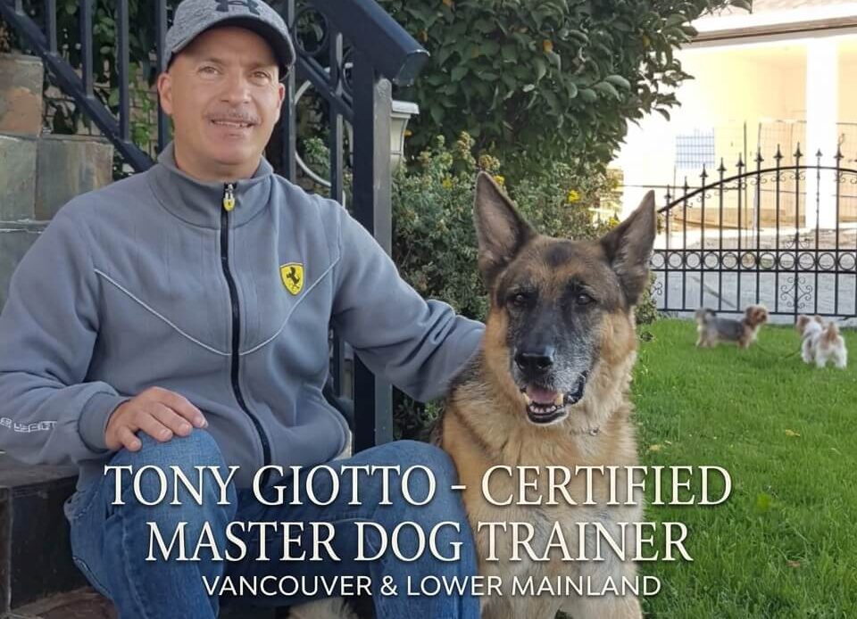 Professional dog training in Vancouver featuring a well-behaved dog walking on a loose leash
