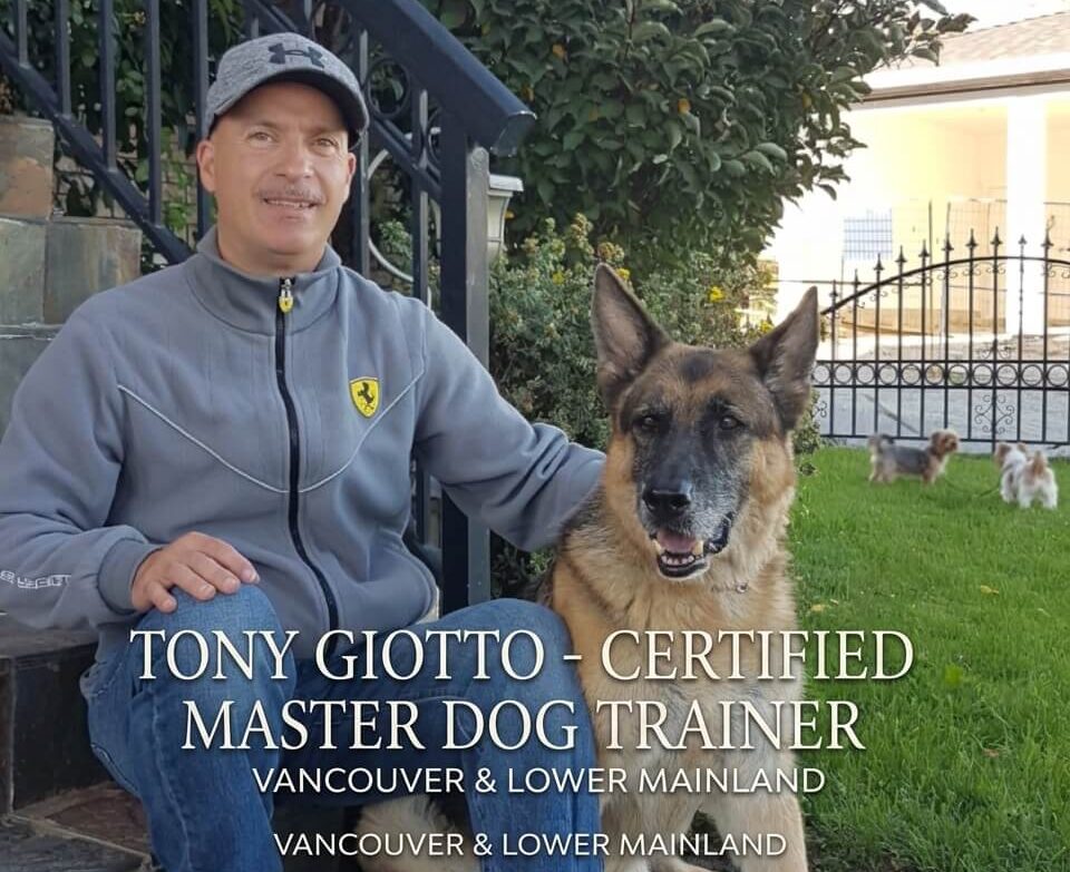 Professional dog training in Vancouver featuring a well-behaved dog walking on a loose leash
